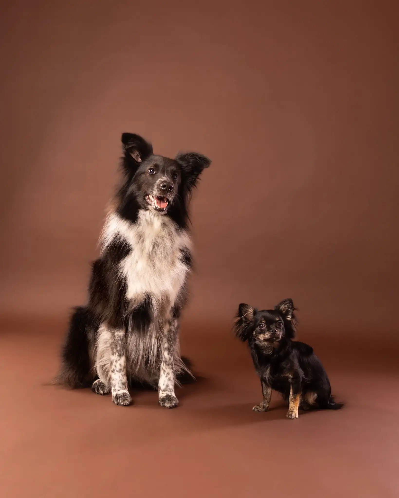 Studio fotograficzne dla zwierząt - współpraca Ciche Studio x ZwierzoKadr